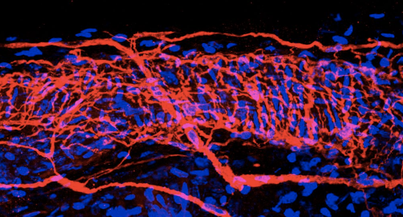 Illustration for article titled The Most Intricate Images of Live Nerves Ever Captured